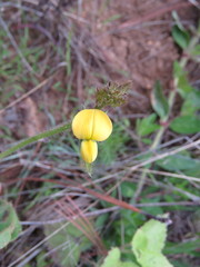 Crotalaria rotundifolia