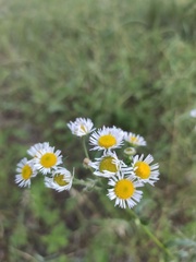 Erigeron strigosus septentrionalis