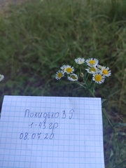 Erigeron strigosus septentrionalis