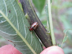 Zygogramma maculicollis
