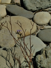 Limonium virgatum