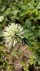 Trifolium caucasicum