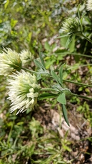 Trifolium caucasicum