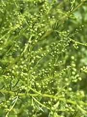 Artemisia scoparia