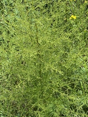 Artemisia scoparia
