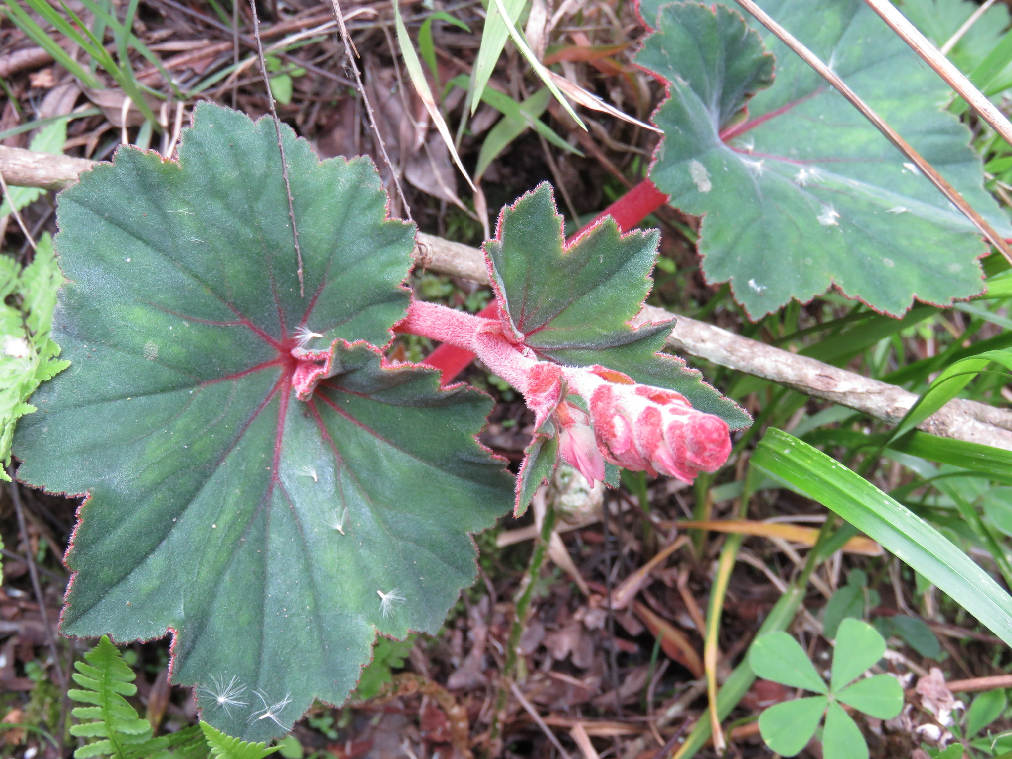 Gorupito (Begonia balmisiana) · NaturaLista Colombia