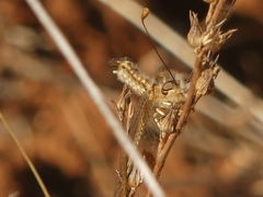 Deleproctophylla australis