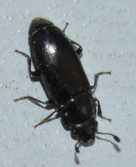 Glischrochilus vittatus