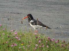 Haematopus ostralegus