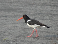 Haematopus ostralegus