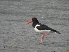 Haematopus ostralegus