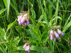 Symphytum officinale
