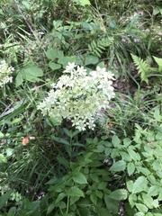 Melanthiaceae