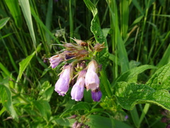 Symphytum officinale