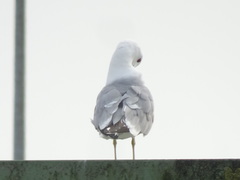 Larus canus