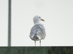Larus canus