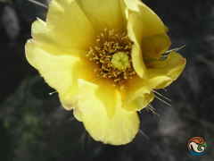 Opuntia velutina
