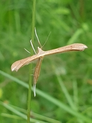 Stenoptilia