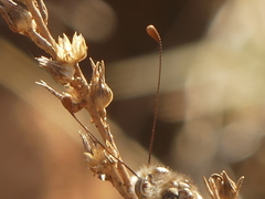 Deleproctophylla australis