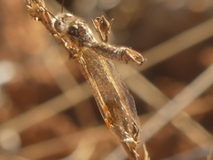 Deleproctophylla australis