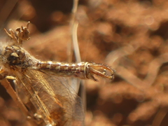 Deleproctophylla australis
