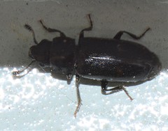 Glischrochilus vittatus