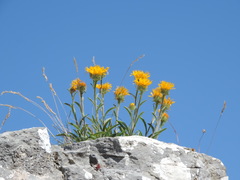 Pentanema montanum