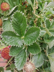 Potentilla atrosanguinea