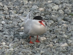 Sterna hirundo