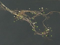 Ranunculus schmalhausenii