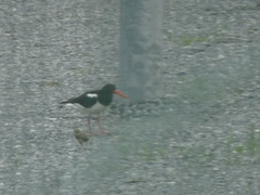 Haematopus ostralegus