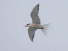 Sterna hirundo