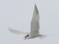 Sterna hirundo