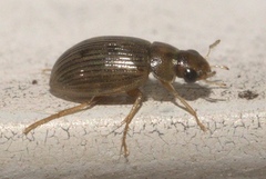 Berosus exiguus