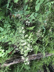 Melanthiaceae