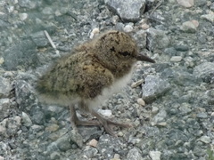 Haematopus ostralegus