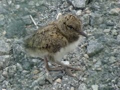 Haematopus ostralegus