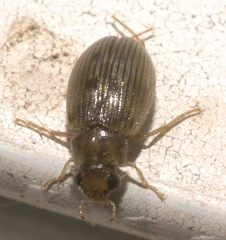 Berosus exiguus