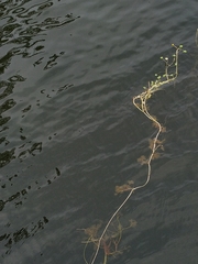 Ranunculus schmalhausenii