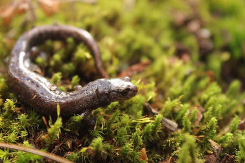 Leprous False Brook Salamander