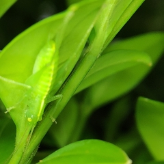 Meconema meridionale