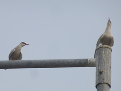 Sterna hirundo