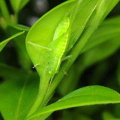 Meconema meridionale