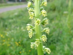 Reseda luteola