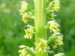 Reseda luteola