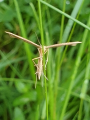 Stenoptilia