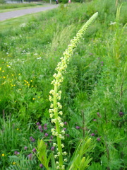 Reseda luteola