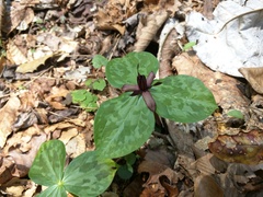 Trillium stamineum