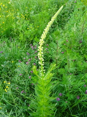 Reseda luteola