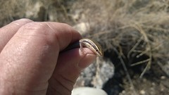 Plestiodon tetragrammus